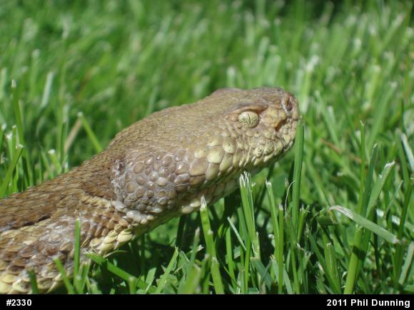 Timber Rattlesnake