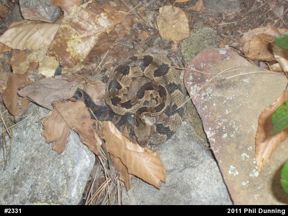 Timber Rattlesnake