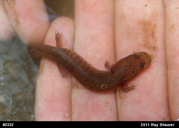 Northern Spring Salamander