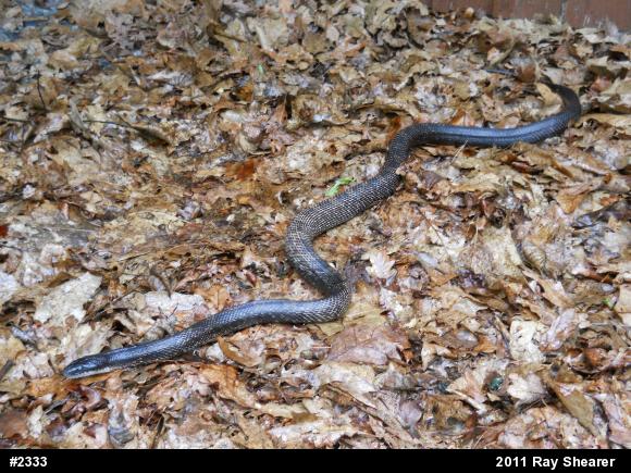Eastern Ratsnake
