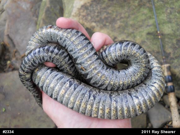 Northern Watersnake