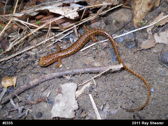 Eastern Long-tailed Salamander
