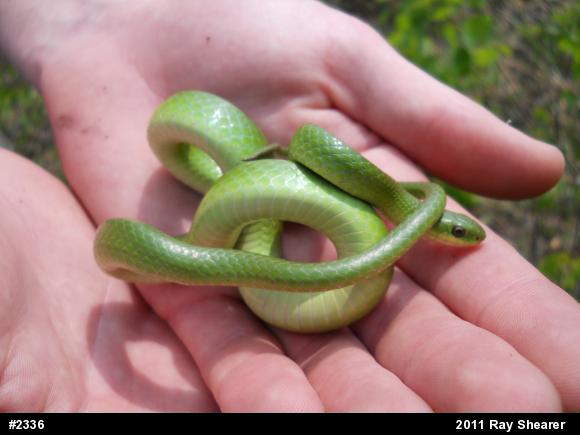 Smooth Greensnake
