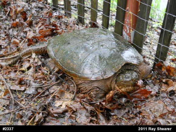 Snapping Turtle