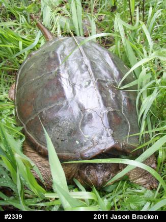 Snapping Turtle