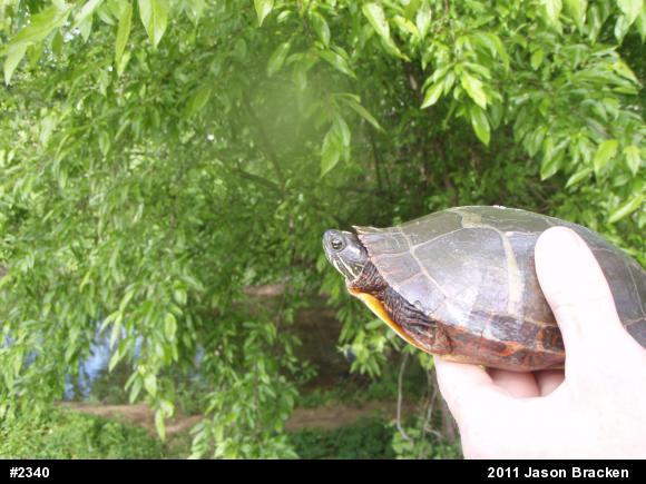 Eastern Painted Turtle