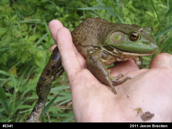 American Bullfrog