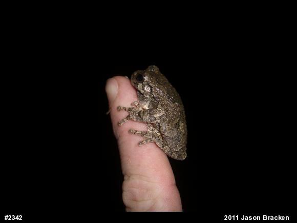 Gray Treefrog