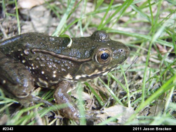 Green Frog