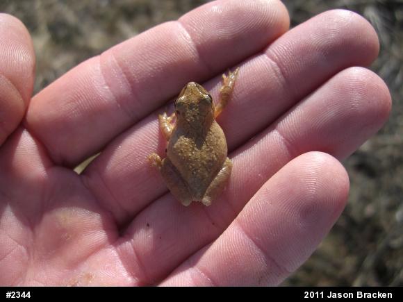 Spring Peeper