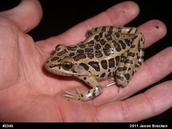 Pickerel Frog