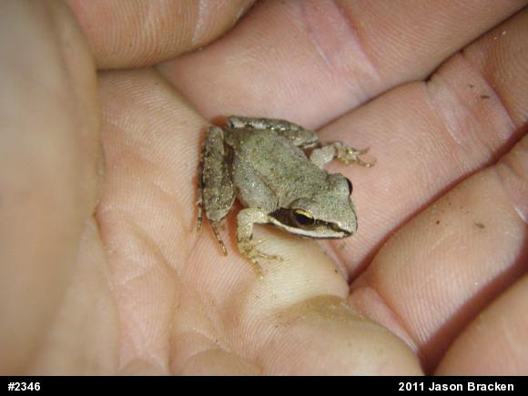 Wood Frog