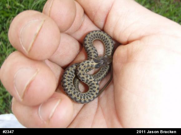 Eastern Gartersnake