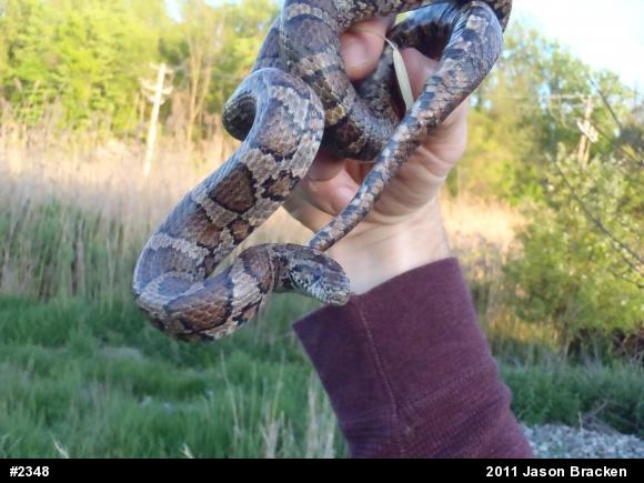 Eastern Milksnake
