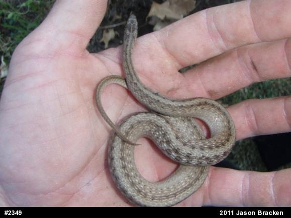 Dekay's Brownsnake