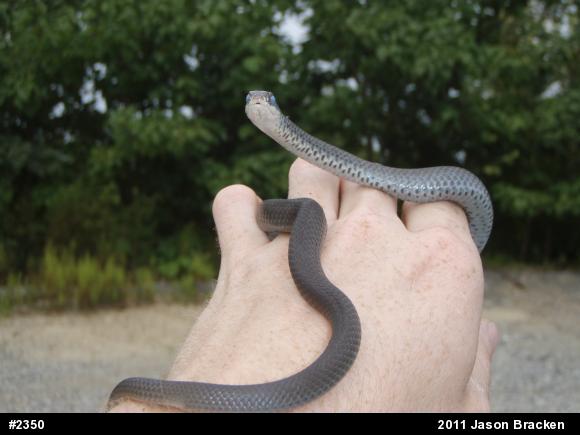 Northern Black Racer