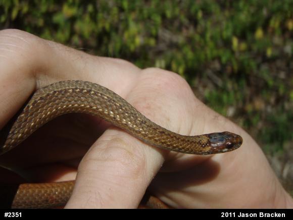 Red-bellied Snake