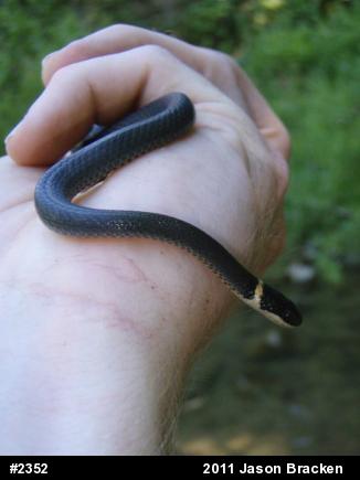 Northern Ring-necked Snake