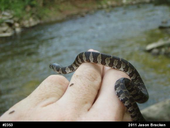 Northern Watersnake