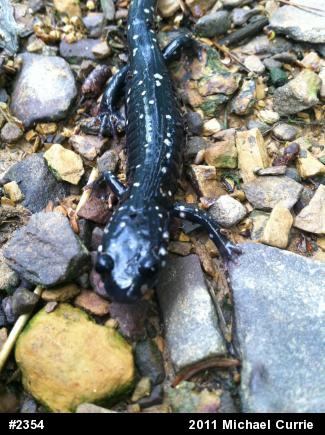Northern Slimy Salamander