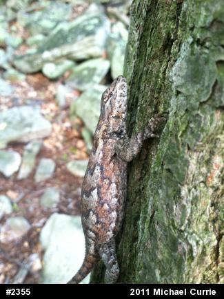 Eastern Fence Lizard