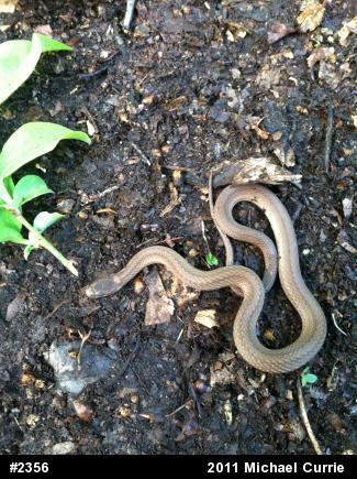 Red-bellied Snake
