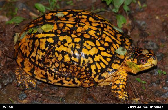 Eastern Box Turtle