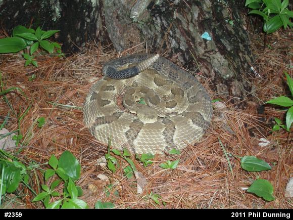 Timber Rattlesnake