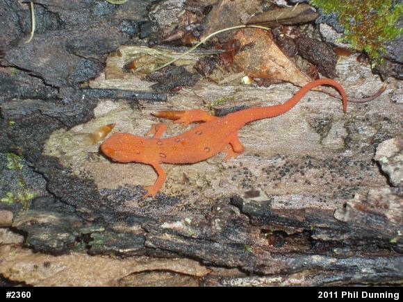 Red-spotted Newt