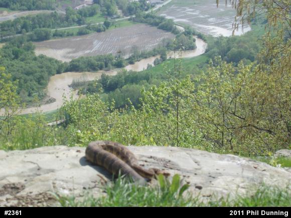 Timber Rattlesnake