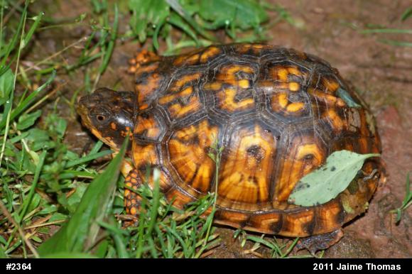 Eastern Box Turtle