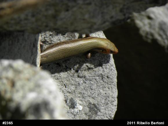 Common Five-lined Skink