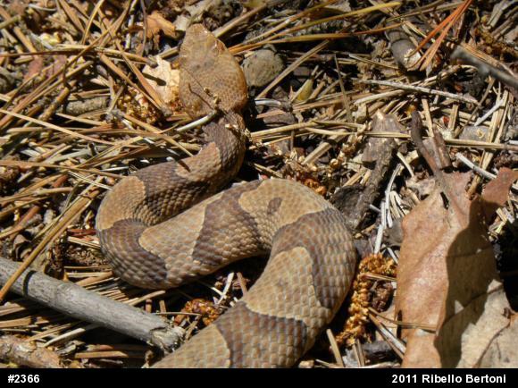Northern Copperhead