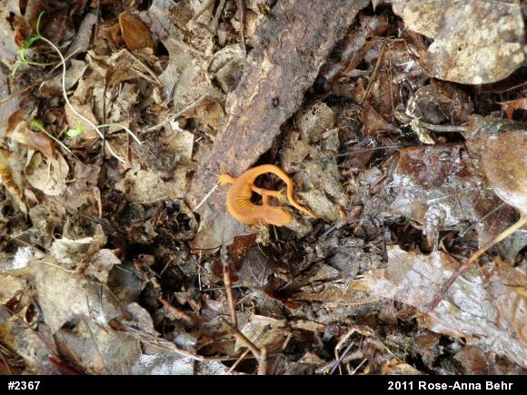 Red-spotted Newt