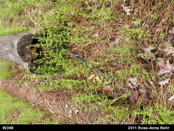 Eastern Ratsnake