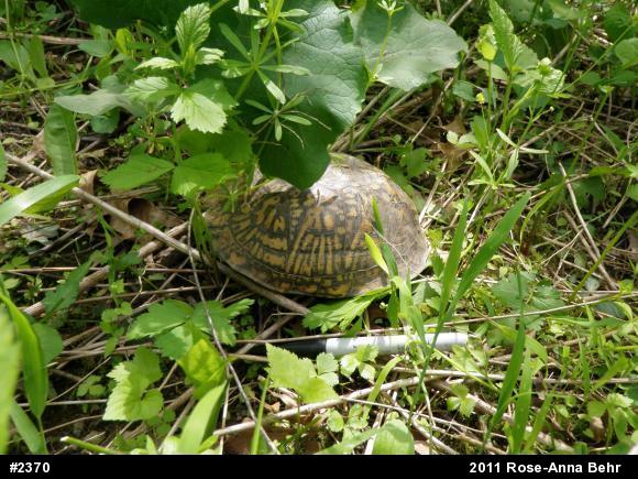 Eastern Box Turtle