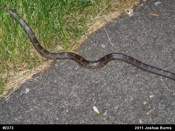 Eastern Ratsnake