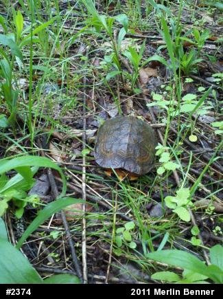 Wood Turtle
