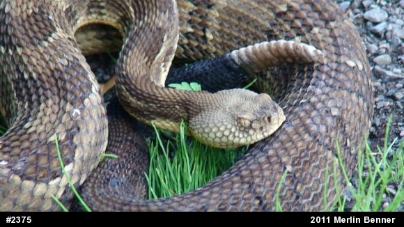 Timber Rattlesnake