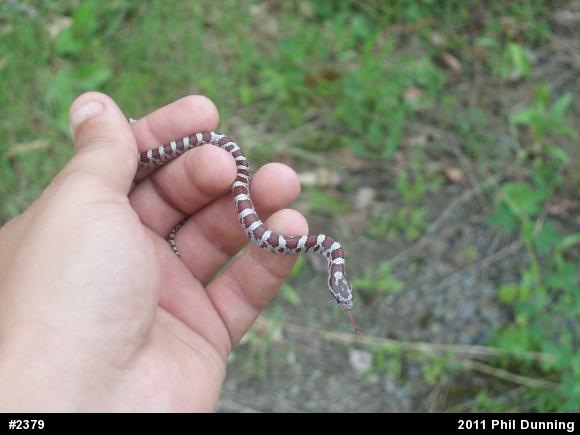 Eastern Milksnake