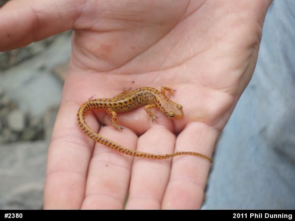 Eastern Long-tailed Salamander