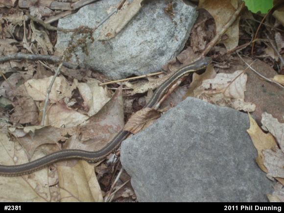 Eastern Gartersnake