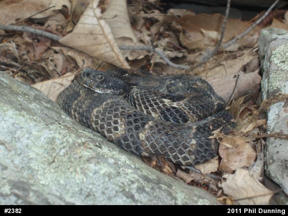 Timber Rattlesnake