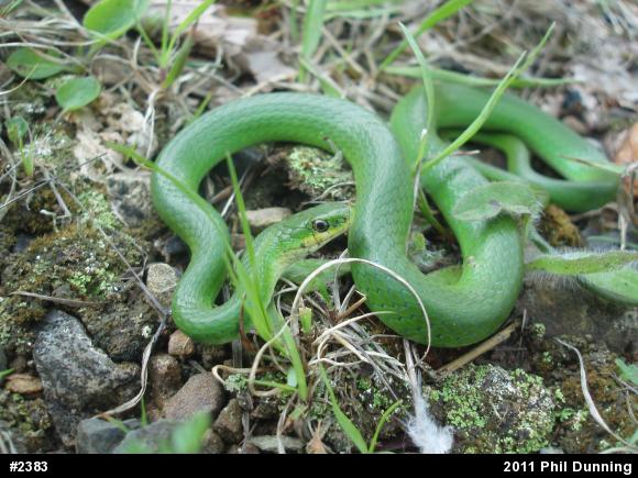 Smooth Greensnake