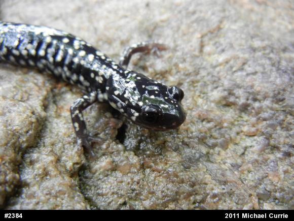 Northern Slimy Salamander