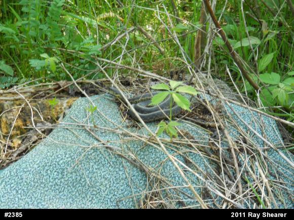 Eastern Gartersnake