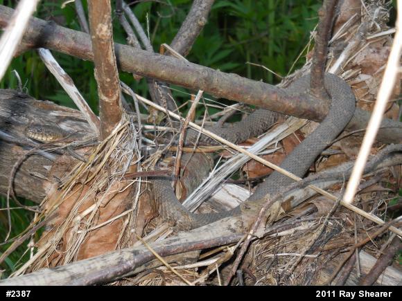 Northern Watersnake