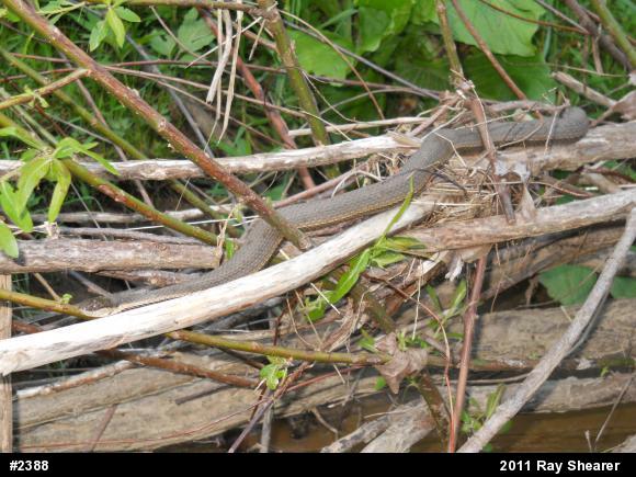 Queensnake