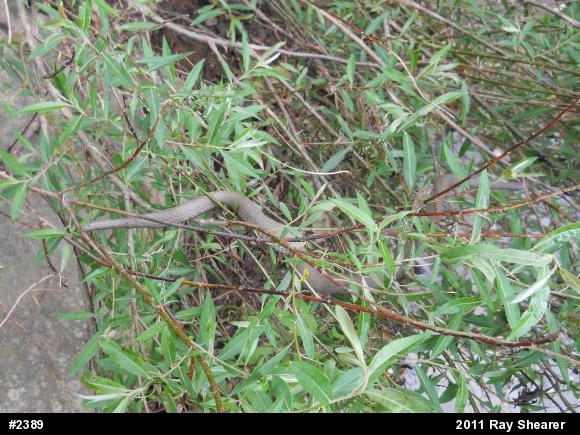 Queensnake