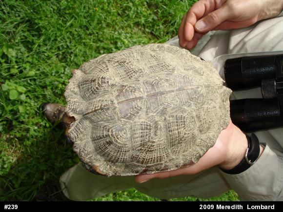 Wood Turtle